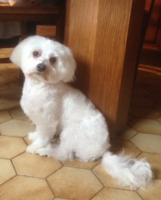 Bichon Bolonais