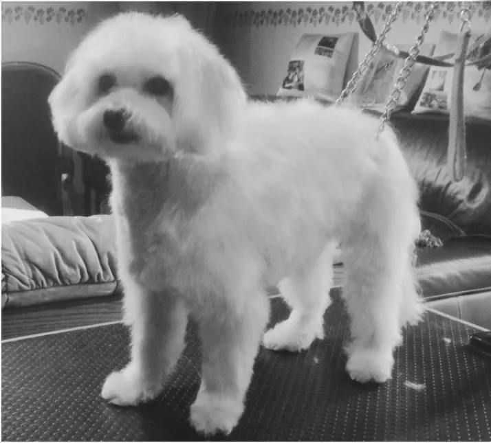 Bichon Havanais