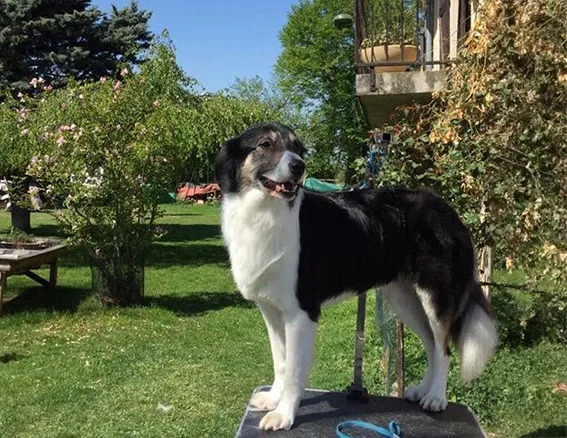 border collie